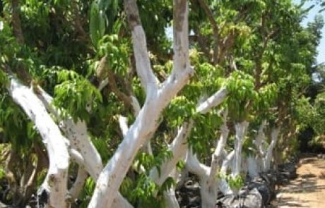 העברת שתילים ממשתלה ונטיעתם בקרקע לענין המשך ספירת שנות הערלה