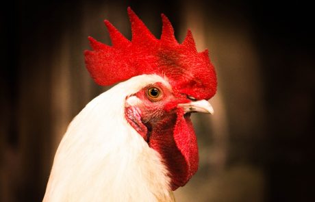 כפרות בשעת הדחק