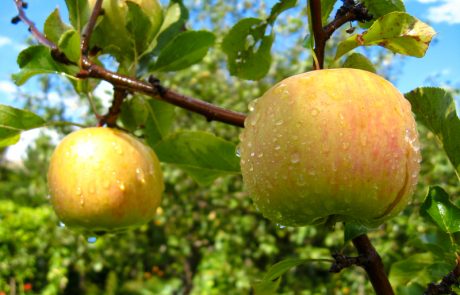 דין פירות ערלה שנקטפו