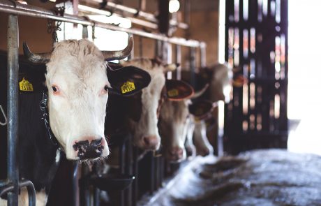 שחיטת ליובאוויטש וחלק בית יוסף