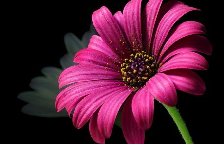 מצות לימוד תורה לנשים