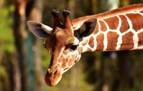 אשה בהריון בגן חיות