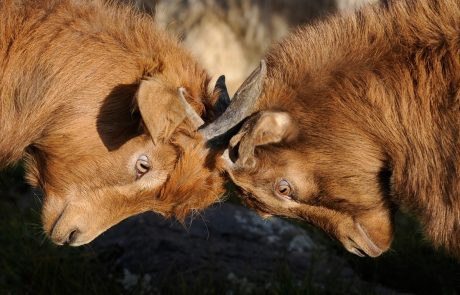 שכנים מטרידים