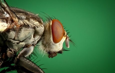שאלות בדיני תולעים