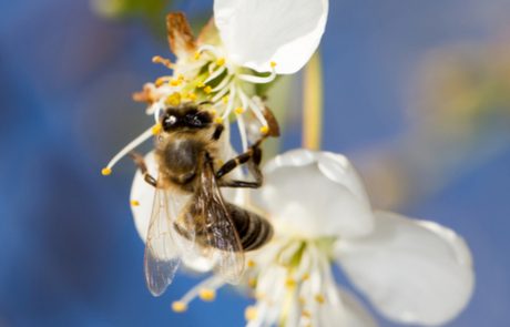 ליל טבילה שחל בליל ראש השנה