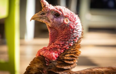 תרנגול הודו