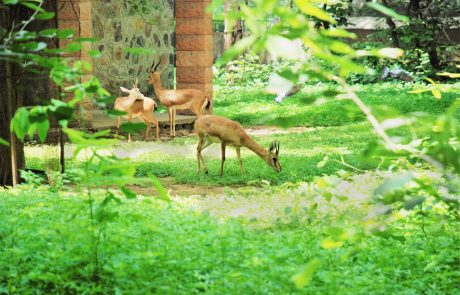 ראיית חיות טמאות אצל מבוגרים
