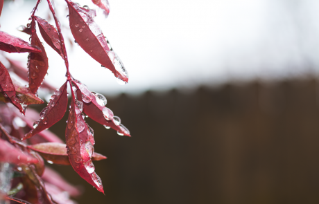 שאלת גשמים למבקר בארץ ישראל