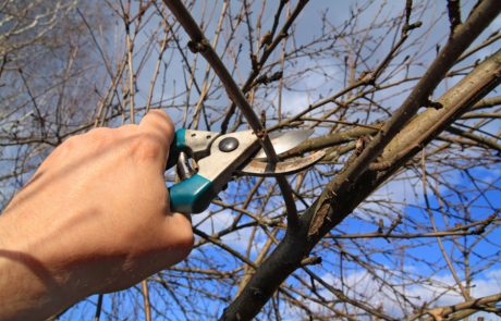 גיזום עצים בין שכנים